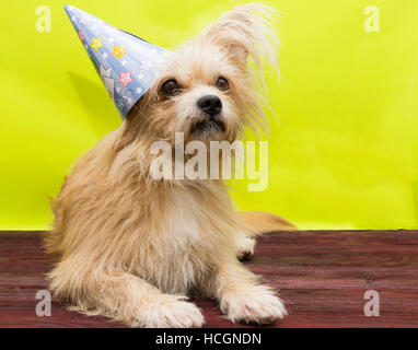 La photo montre un chien dans le cap Banque D'Images