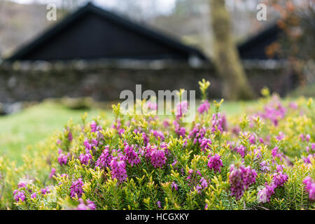 Heather rose close-up dans l'établissement Lake District Banque D'Images