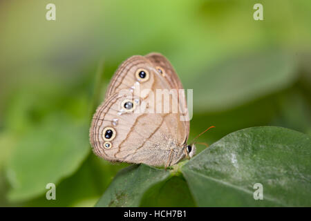 Papillon Satyre bois vue latérale montrant le dessous de l'extension assis sur une feuille verte Banque D'Images