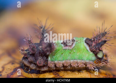 Caterpillar Saddleback de vert et de marron sur la feuille marron Banque D'Images