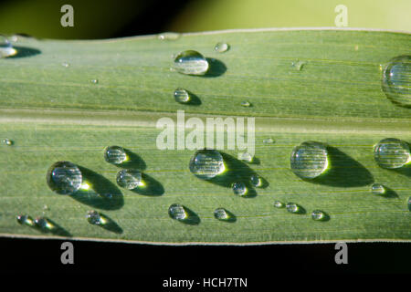 Perles gouttes d'eau sur un brin d'herbe à l'échelle montrant la texture et réfraction Banque D'Images