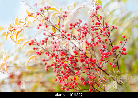 Red baies givrées de La Nandina domestica - Bambou Céleste Banque D'Images