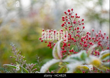 Red baies givrées de La Nandina domestica - Bambou Céleste Banque D'Images