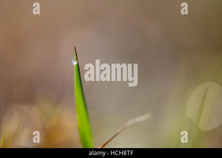 Seule goutte d'eau sur le côté d'un seul brin d'herbe montrant réfractée de droit du sol avec bokeh met en lumière Banque D'Images