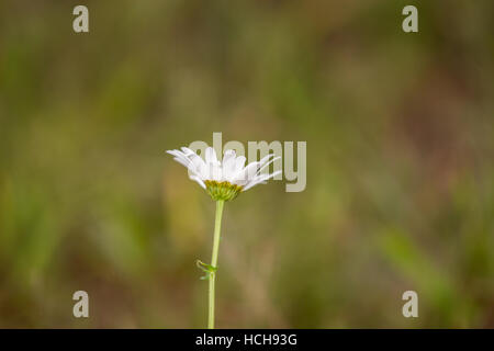 Seule fleur blanche de derrière dans l'herbe Banque D'Images