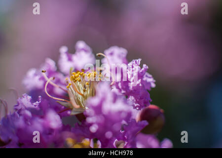 Crepe Myrtle fleur qui s'épanouit avec des pétales et des étamines jaune violet avec éclairages spectaculaires et fond bleu et rose Banque D'Images