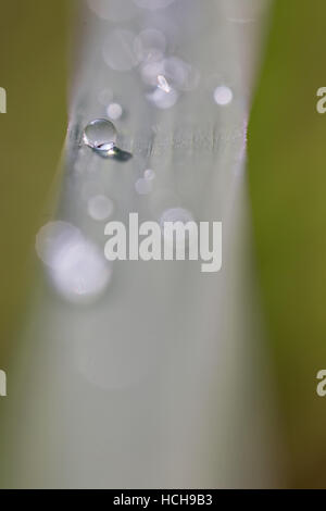 Close up détaillée d'une goutte d'eau sur un brin d'herbe avec d'autres gouttes de-ciblées que bokeh met en lumière Banque D'Images