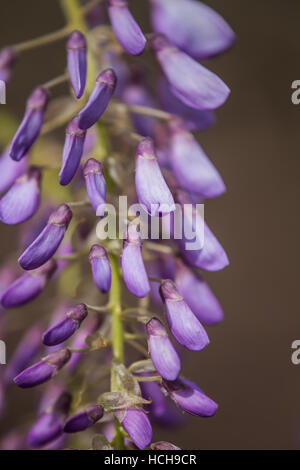 Gros plan d'une grappe de fleurs de glycine avec bourgeons non ouvert Banque D'Images