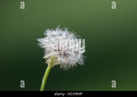 Gros plan d'une fleur de pissenlit graines puffball avec tige verte et fond vert Banque D'Images