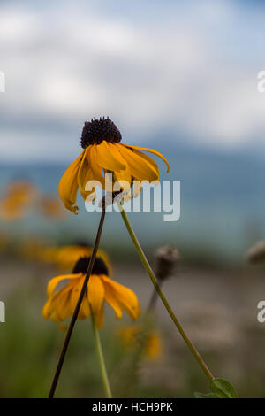 Paire de fleurs jaune Black Eyed Susan avec retour de pétales et grand centre noir avec de l'accent sur la montagne en arrière-plan Banque D'Images