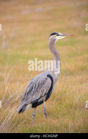 Grand Héron - Ardea herodias se nourrissent dans les prairies Banque D'Images