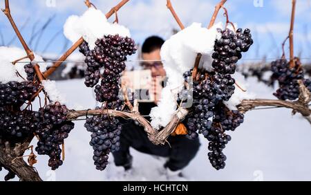 Tonghua, Province de Jilin en Chine. 7 Décembre, 2016. Un journaliste prend des photos des raisins congelés à Ji'an de la ville de Tonghua, Province de Jilin du nord-est de la Chine, le 7 décembre 2016. En tant que vin de dessert, le vin de glace est produit à partir de raisins gelés. Au cours des dernières années, le gouvernement local de Ji'an encourage la recherche et le développement de l'industrie du vin de glace. La zone de culture du raisin a dépassé 330 hectares et la production annuelle locale du vin de glace atteint 500 tonnes. Le vin de glace de Ji'an est devenue l'exemple des Chinois sur le marché mondial du vin de glace. © Wang Haofei/Xinhua/Alamy Live News Banque D'Images