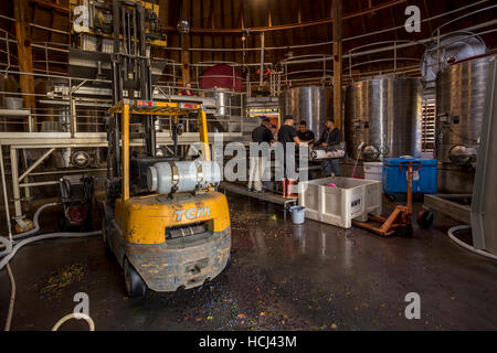 Les travailleurs, le tri des raisins vinification, vins repris, sonoma, sonoma county, Californie, États-Unis, Amérique du Nord Banque D'Images