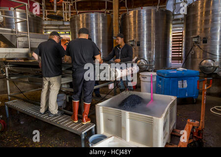 Les travailleurs, le tri des raisins vinification, vins repris, sonoma, sonoma county, Californie, États-Unis, Amérique du Nord Banque D'Images