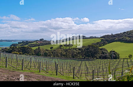 Baie du vignoble ; Waiheke Island, New Zealand Banque D'Images