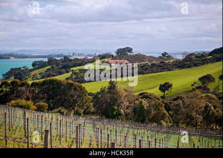 Baie du vignoble ; Waiheke Island, New Zealand Banque D'Images