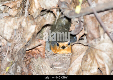 Erithacus rubecula aux abords. Le nid du Robin dans la nature. Banque D'Images