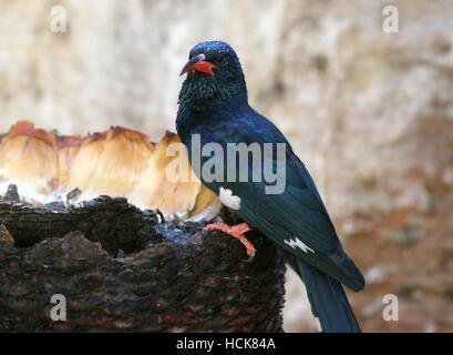 Le bois vert d'Afrique huppe fasciée (Phoeniculus purpureus), aka huppe Bois à bec rouge Banque D'Images