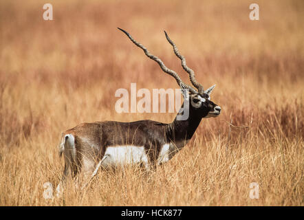 Blackbuck indien, (Antilope cervicapra), mâle adulte sur plaines herbeuses, Velavadar Blackbuck National Park,,Gujarat, Inde Banque D'Images