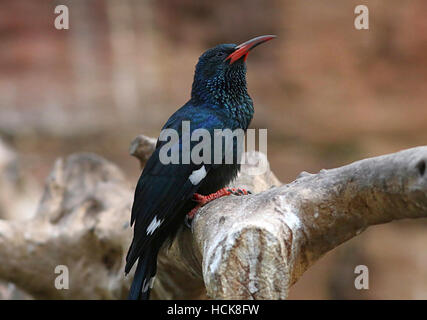 Le bois vert d'Afrique huppe fasciée (Phoeniculus purpureus), aka huppe Bois à bec rouge Banque D'Images