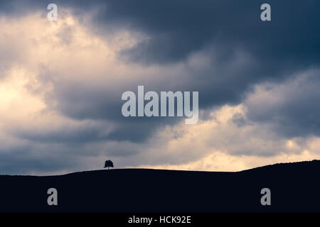 Lone Tree silhouette sur la colline sous les nuages orageux. Banque D'Images