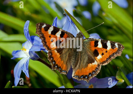 Le magnifique petit papillon de couleur écaille (Aglais urticae) sucer le nectar de la gloire Siehe-de-la-neige Banque D'Images
