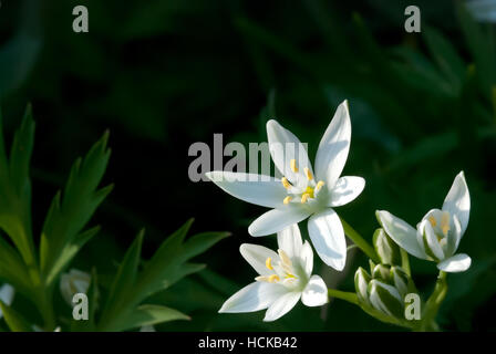 L'Ornithogalum umbellatum ont beaucoup de noms comme Star-de-Bethléem, herbe Lily, Nap-à-midi, onze-heures Dame fond sombre Banque D'Images