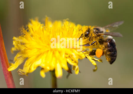 Perché sur une abeille la collecte du pollen de fleur Banque D'Images