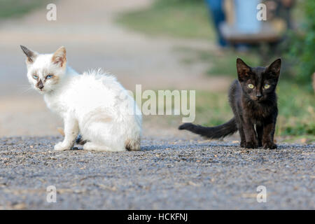 Le yin et le yang. Deux petits chats l'un blanc et un autre noir, représentant en yin et le yang Banque D'Images