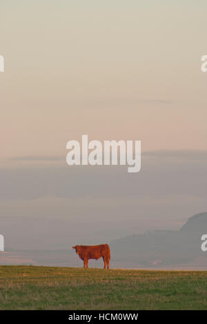 Vache brune dans la lumière du soir Banque D'Images