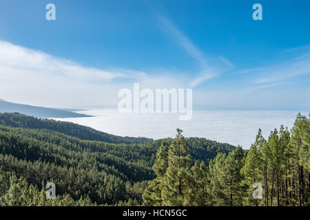 Forêt de conifères du paysage de montagne plus de nuages Banque D'Images