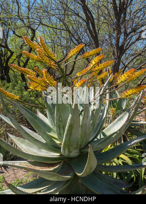 Plantes dans les jardins botaniques de Tuscon, Tucson, Arizona. Banque D'Images