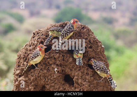 Le rouge et jaune sur les termites fête Barbets Banque D'Images