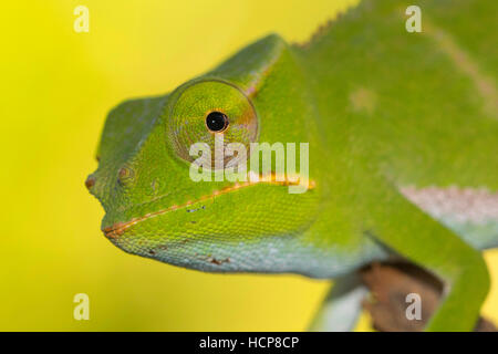 Chameleon Furcifer (bifidus), juvénile, portrait, Réserve Vohimana, est de Madagascar, Madagascar Banque D'Images