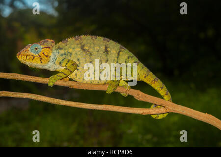 Caméléon géant malgache ou l'Oustalets (Furcifer oustaleti caméléon) sur une branche, femme, enceinte, Ambilobe Banque D'Images