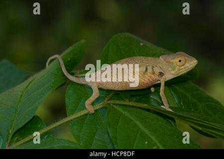 Caméléon panthère (Furcifer pardalis), juvénile, Ambanja, nord-ouest de Madagascar, Madagascar Banque D'Images