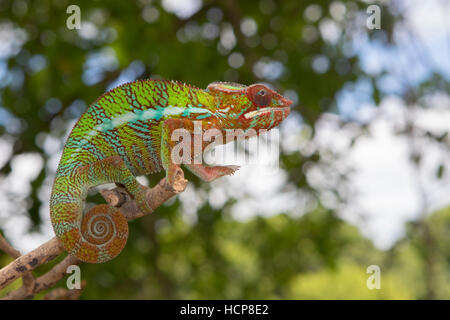 Caméléon panthère (Furcifer pardalis), homme, juvénile, le nord-ouest de Madagascar, Madagascar Banque D'Images