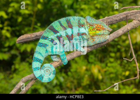 Caméléon panthère (Furcifer pardalis), homme sur branch, Djangoa, nord-ouest de Madagascar, Madagascar Banque D'Images