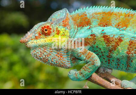 Caméléon panthère (Furcifer pardalis), homme sur branch, Djangoa, nord-ouest de Madagascar, Madagascar Banque D'Images