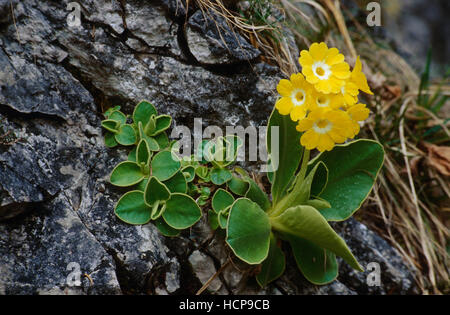 Auricula, Bear's ear (Primula auricula), Parc National de Kalkalpen, Haute Autriche, Europe Banque D'Images