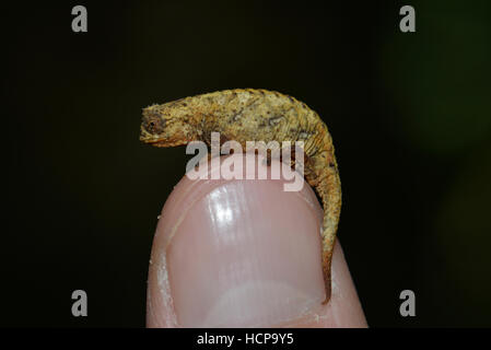 Feuille naturelle (caméléon Brookesia karchei) sur le pouce, le Parc National de Marojejy, au nord-est, à Madagascar Banque D'Images