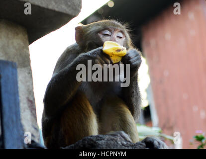 Macaque assamais manger une banane près du temple Kamakhya à Guwahati. Banque D'Images