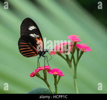 Facteur rouge imiter (Heliconius melpomene aglaope) se nourrissant de fleur rose Banque D'Images