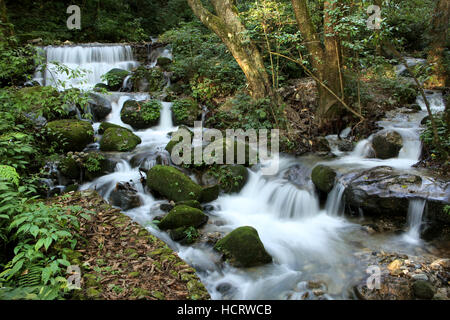 Belle cascade dans le parc national de Shivapuri Nagarjun, à la périphérie de Katmandou, Népal. Banque D'Images