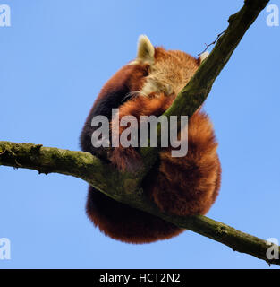 Le panda rouge dormir dans un arbre sur une branche Banque D'Images