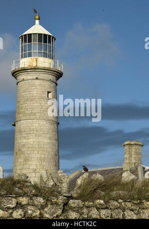 Avec l'ancien phare Lundy - Starling Sturnus vulgaris Banque D'Images