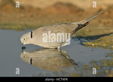 Streptopelia decaocto - Banque D'Images