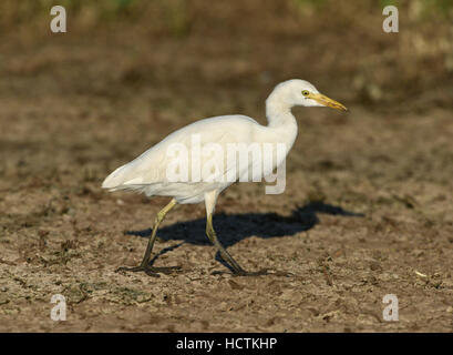 Héron garde-boeufs - Bubulcus ibis Banque D'Images