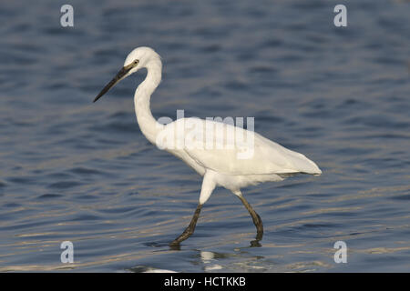 Aigrette garzette - Egretta garzetta Banque D'Images