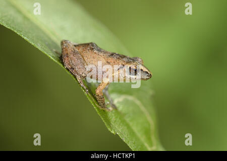 Moindre Sifflement Antillean Eleutherodactylus johnstonei - Grenouille Banque D'Images